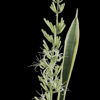 Bogenhanf_Sansevieria-trifasciata_20260506_0006_B_Web