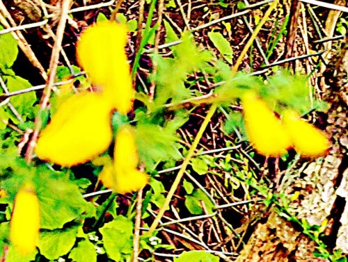 K800_BesenginsterCytisus-scopariusL..jpeg
