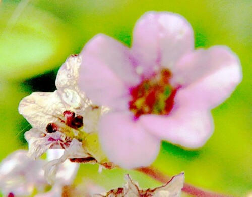 K800_Blute-einer-BergenieBergenia-Hybride-Rosi-Klose.jpeg