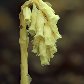 Fichtenspargel_Monotropa-hypopitys_20200618_0002_14B_B_Web