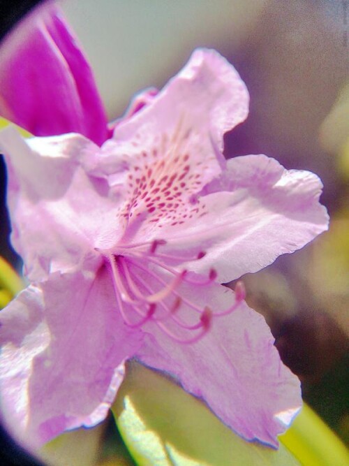 K800_Blute-eines-pontischen-Rhododendrons-2.jpeg