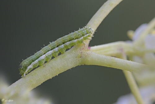 Raupe der Trapezeule, Dun-bar moth caterpillar, Cosmia trapezina
...auf einer Holunderblütendolde

Aufnahmeort: Odenwald
Kamera: Canon EOS 60D
Objektiv: Sigma Makro 150mm
Stativ

# 00706

© Alle von mir veröffentlichten Bilder unterliegen dem Urheberrecht und dürfen ohne meine schriftliche Genehmigung nicht verwendet werden.