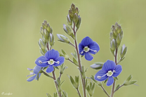 Gamander-Ehrenpreis_Veronica-chamaedrys_20260416_0002_B_Web.jpeg