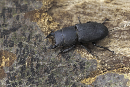 Balkenschroeter_Dorcus-parallelipipedus_20260621_0005_B_Web.jpeg