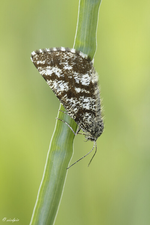 Heidespanner, Ematurga atomaria, Heathermoth

Aufnahmeort: Odenwald
Kamera: Canon EOS 60D
Objektiv: Sigma Makro 150mm
Stativ

# 00716

© Alle von mir veröffentlichten Bilder unterliegen dem Urheberrecht und dürfen ohne meine schriftliche Genehmigung nicht verwendet werden.