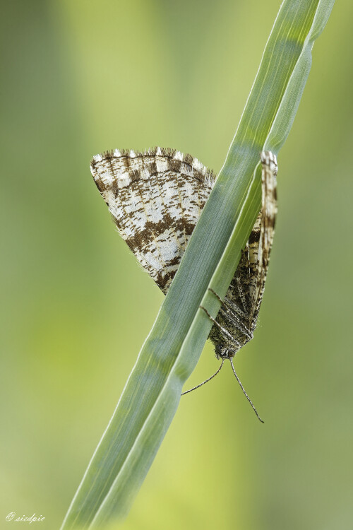 Heidespanner, Ematurga atomaria, Heathermoth

Aufnahmeort: Odenwald
Kamera: Canon EOS 60D
Objektiv: Sigma Makro 150mm
Stativ

# 00715

© Alle von mir veröffentlichten Bilder unterliegen dem Urheberrecht und dürfen ohne meine schriftliche Genehmigung nicht verwendet werden.
