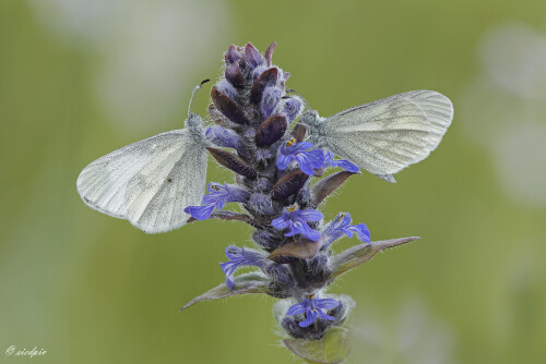 Senfweißling, Leptidea sinapis, Woodwhite

Aufnahmeort: Odenwald
Kamera: Canon EOS 60D
Objektiv: Sigma Makro 150mm
Stativ

# 00717

© Alle von mir veröffentlichten Bilder unterliegen dem Urheberrecht und dürfen ohne meine schriftliche Genehmigung nicht verwendet werden.